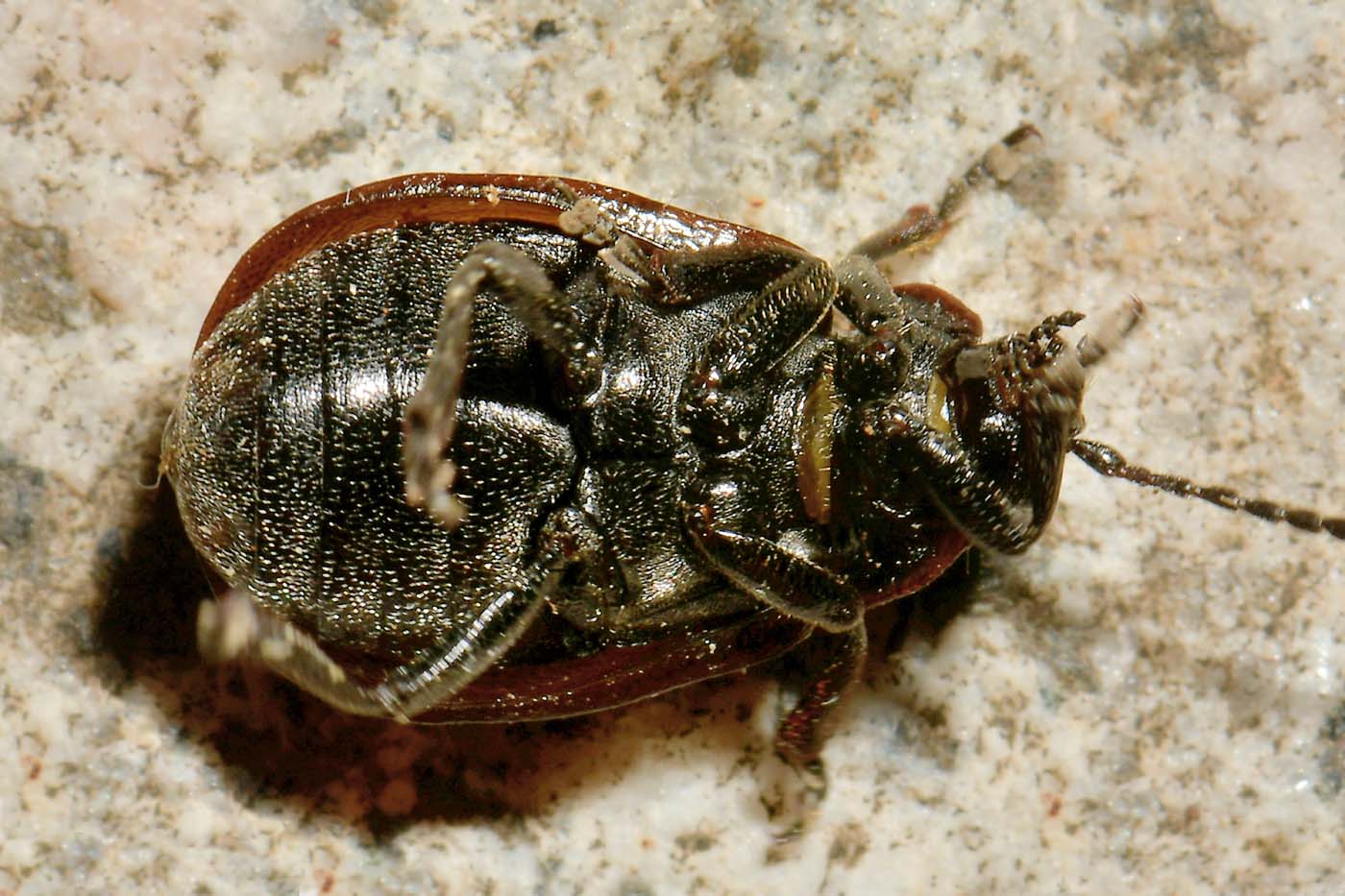 Chrysomelidae: Galeruca pomonae (cf.)